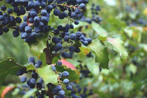 Many people refer to them as bilberries and whortleberries. 8 Major Side Effects OF Eating Too Many Blueberries » Good ...
