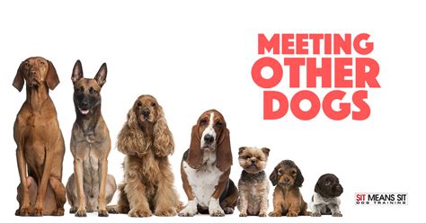Introducing your new dog to your other dogs. Introducing Your Dog to Other Dogs | Sit Means Sit Albuquerque