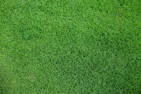 Zoysia grass (zoysia spp.) forms a dense lawn that excludes weeds and withstands foot traffic. 6 Things You Need to Know About Your Zoysia Grass - Turf Masters