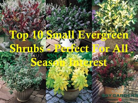 Top 10 Small Evergreen Shrubs Perfect For All Season Interest By Shop