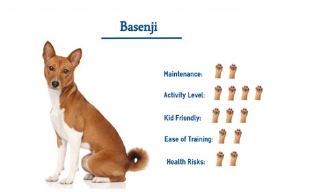 Basenji Dog Breed Everything You Need To Know At A Glance