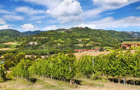 Vineyards Of Piedmont Italy Stock Image Image Of Piedmont Country