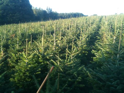 Vente De Sapins De Noël Sainte Thérèse De Montastruc