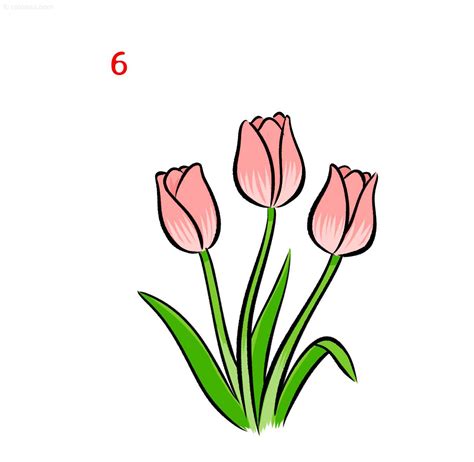 Tulip Drawing How To Draw A Tulip