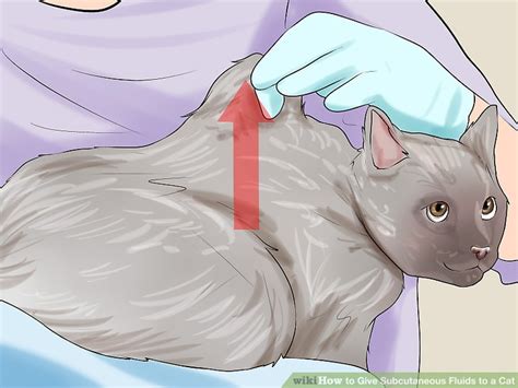 How To Give Subcutaneous Fluids To A Cat 15 Steps With Pictures