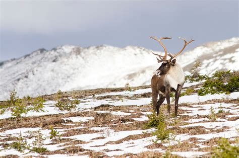 Southern Mountain Caribou Conservation Science And Conservation