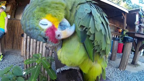 Cute Parrot At Zip Line Park On Roatan Island Honduras Youtube