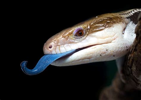 21 Blue Tongued Skink Facts 8 Species Ultimate Guide Animallovers