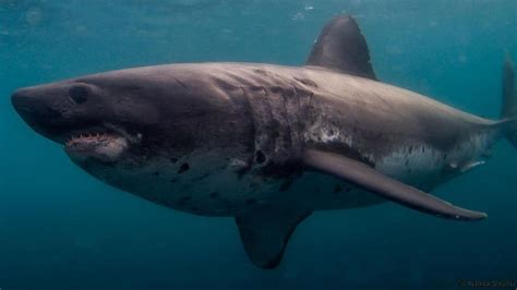 Salmon Shark Chondrichthyes Wiki Fandom