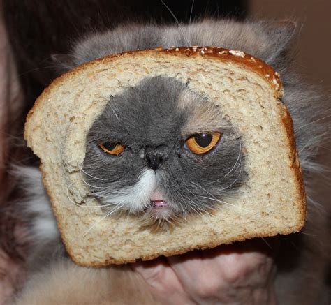 46 Best Images About Cat Breading On Pinterest Did You Eat Cats And