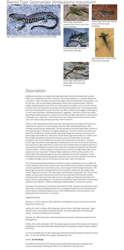 Barred Tiger Salamander Tucson Herpetological Society