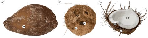 Plants | Free Full-Text | Fruit Biology of Coconut (Cocos nucifera L.)
