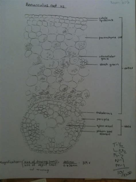 Jesse Nichols Bio 20 Microscope Drawing Of Kingdom Plantae And
