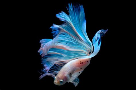 Betta Fish 101 Understanding And Caring For This Exotic Species Pop