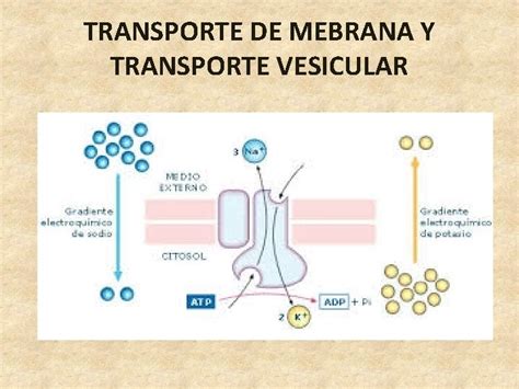 Membrana Celular Transporte De Mebrana Y Transporte Vesicular