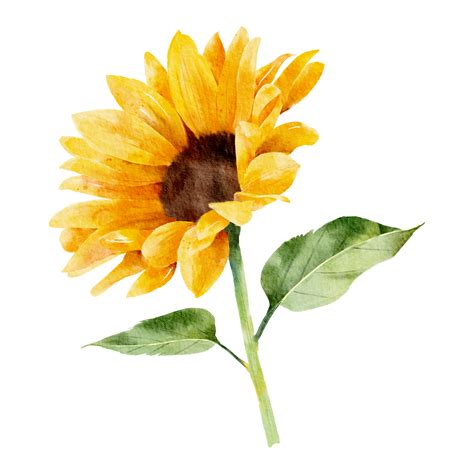 Sunflower Watercolor Hand Painted 9345199 Png