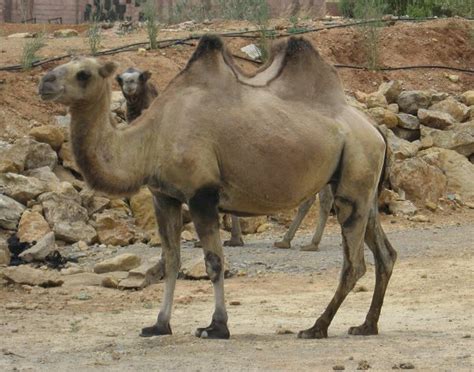Bactrian Camel (Camelus bactrianus)