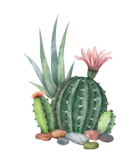 Freetoedit Ftesticker Cactus Succulent Plant Colorful