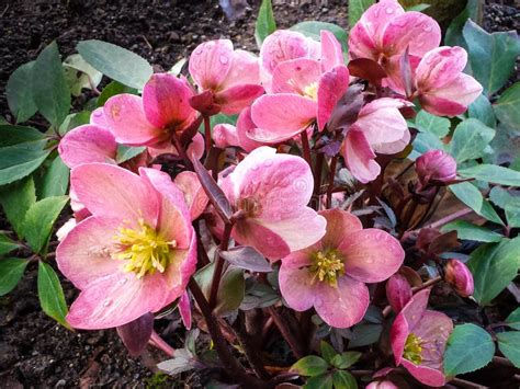 Hellebore Flowers In Bloom In Early Spring Stock Photo Image Of