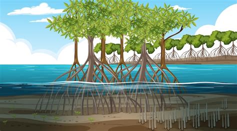 Structure De La Forêt De Mangrove Avec Diagramme En Trois Zones