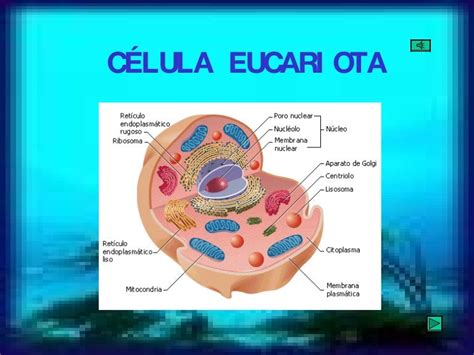 Estructura Y Partes De La Celula Eucariota Abc Fichas Images