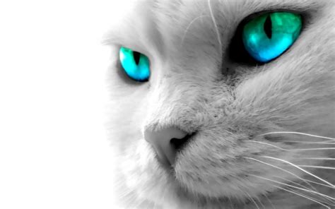 Beautiful Cat With Blue Digital Eye Hd Wallpaper