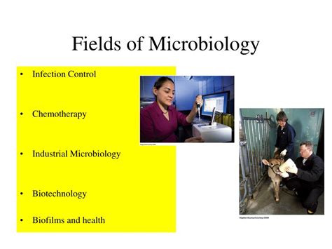 Ppt Scope And History Of Microbiology Powerpoint Presentation Free