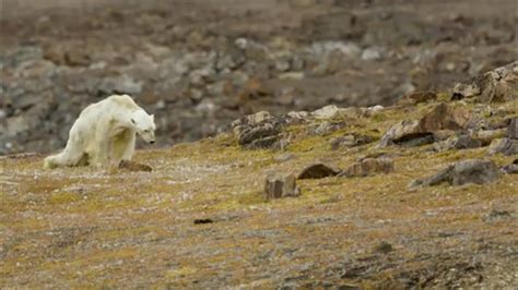 Starving Polar Bear Video Exposes Climate Change Impact Youtube