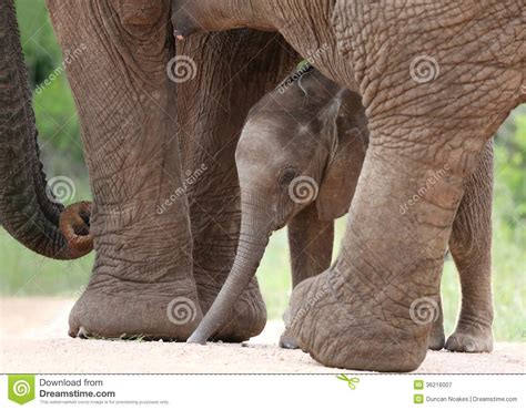 African Elephant Baby And Mom Royalty Free Stock