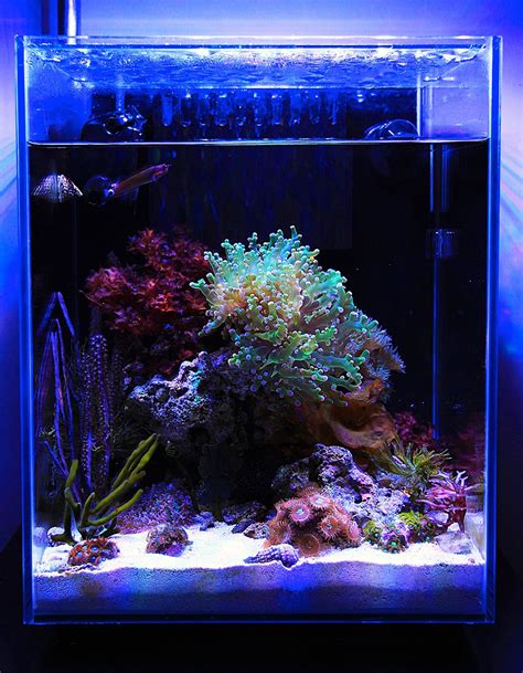 Recently finished the rock work for a cadlights 9 gallon. Justind823 - 2014 Featured Nano Reefs - Featured Aquariums ...