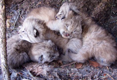 Maybe you would like to learn more about one of these? Sand Cat Habitat Facts - Idalias Salon
