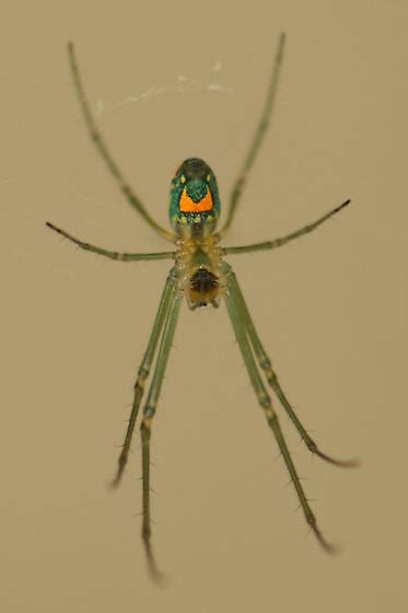 Orchard Spider Leucauge Argyrobapta Bugguidenet