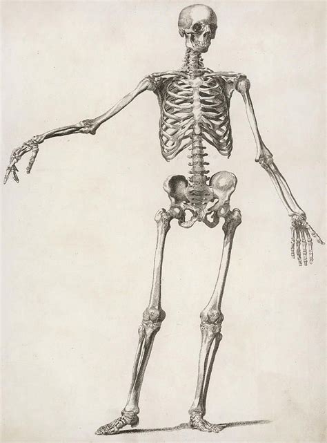 A Human Skeleton Standing With One