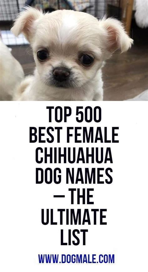 Top 500 Best Female Chihuahua Dog Names The Ultimate List Dog Names