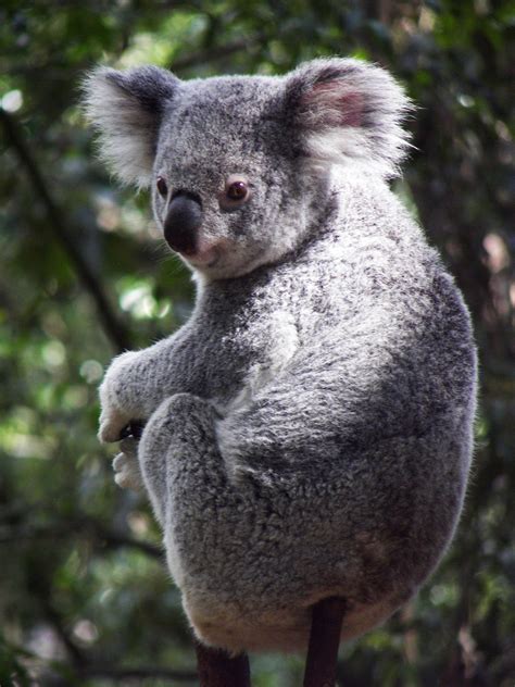 무료 이미지 단 야생 생물 포유 동물 동물 상 오스트레일리아 척골가 있는 껴안다 퀸즐랜드 코알라 유대 동물