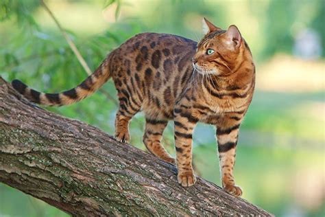 Bengal Katze Bilder Information Online