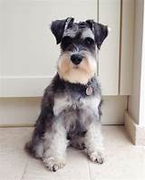 We did not find results for: Pin on L♡VE SCHNAUZERS #15