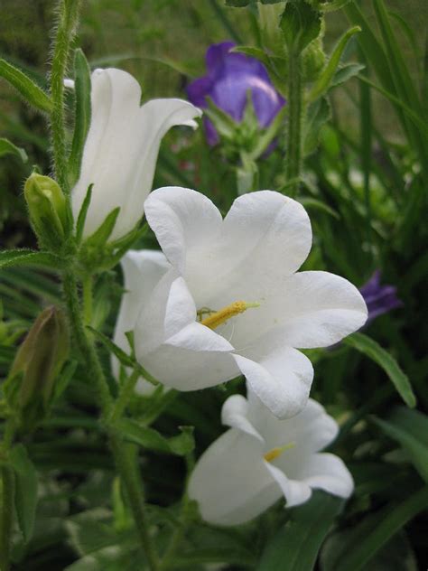 Beautiful White Canterbury Campanella Bell Flowers