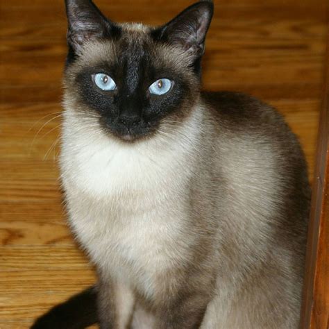 Classified Siamese Cat For Sale Coma News Siamese Cats Facts