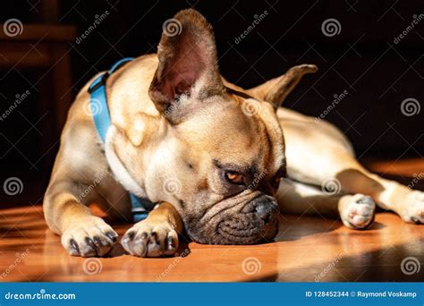 Sad Fawn French Bulldog Lying In The Sun On A Lazy Sunday Stock Photo