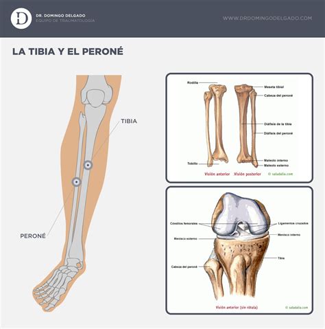 Tibia Y Peroné Chiropractic Learning
