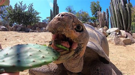 Animals Eating Cactus List
