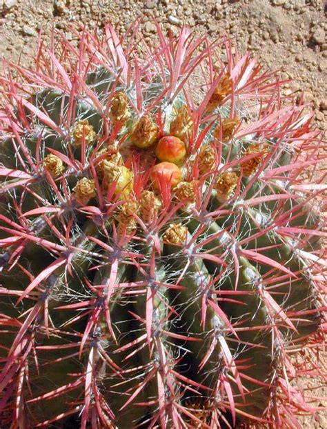 Mexican Fire Barrel Cactus Ferocactus Pilosus Var Pringlei