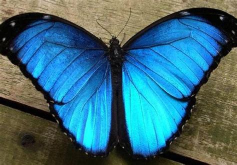 Costa rica has become a favorite couples destination. Mariposas de Costa Rica, polillas, y La Morpho Menelaus