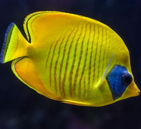 Picture Of A Masked Butterfly Fish Up Close Butterfly Fish Saltwater
