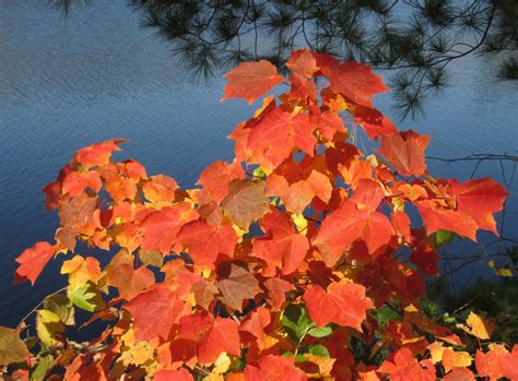 Free Images Water Nature Branch Fall Flower Lake Foliage