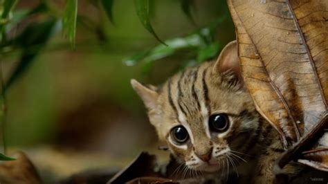 Meet The Rusty Spotted Cat The Smallest Cat Species In The World Is
