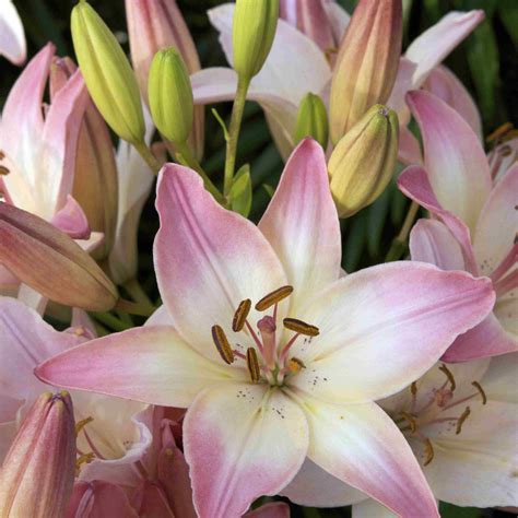 Check spelling or type a new query. 9 Lily Types to Grow in the Garden