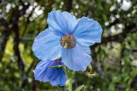 Light Blue Flower Names Best Flower Site