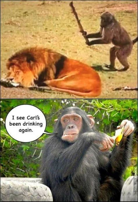 Funny Funny Monkey Memes Funny Jokes Monkeys Funny